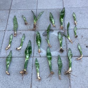 20x rooted Snake Plants